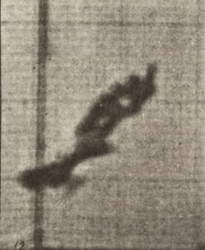 Plate 763 Red tailed hawk flying — figure reference